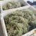 猫爪草新苗猫爪草芽到货量大优惠新鲜白芽嫩苗