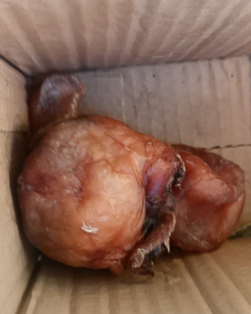 狗宝