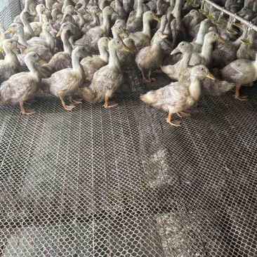 常年肉鸭活禽出售