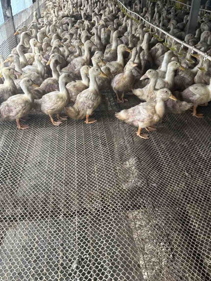 常年肉鸭活禽出售