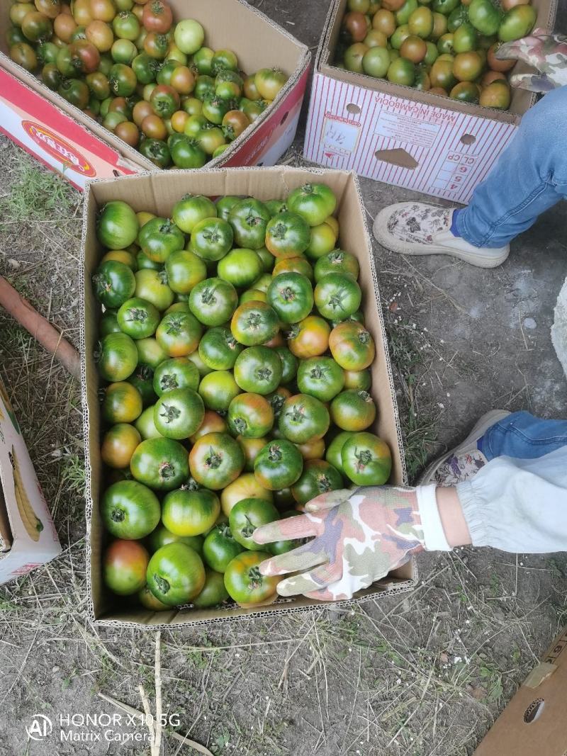 黑龙江大庆林甸碱地草莓柿子