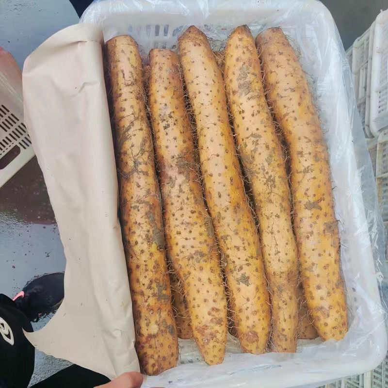 新鲜正宗白玉脆山药加粗炒菜滋补美容美颜现挖白玉脆***山药