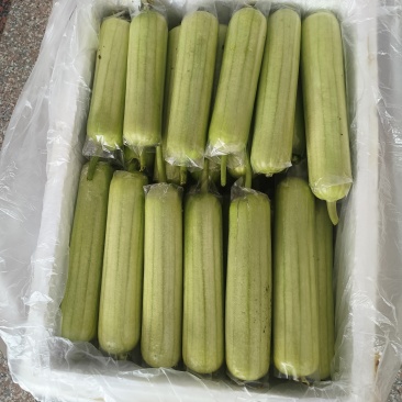 福建新苗白玉丝瓜。水瓜