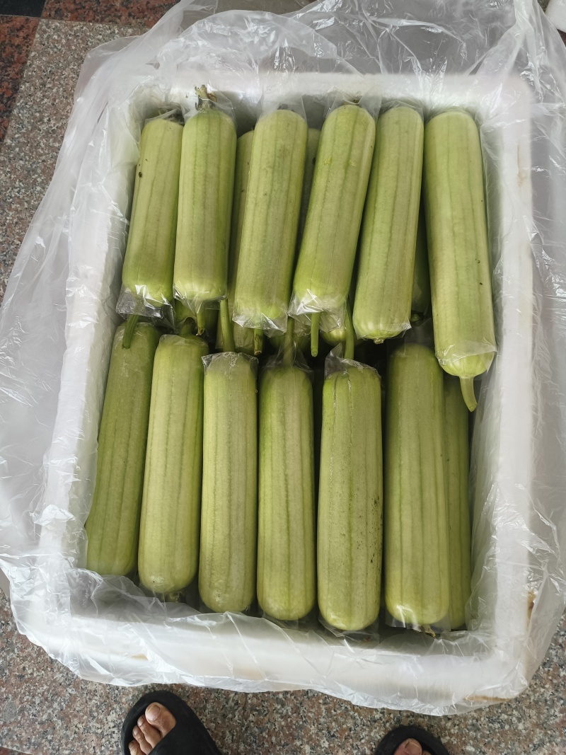 福建新苗白玉丝瓜。水瓜