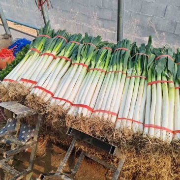 山东费县精品铁杆大葱对接各大电商市场商超产地直供，全国