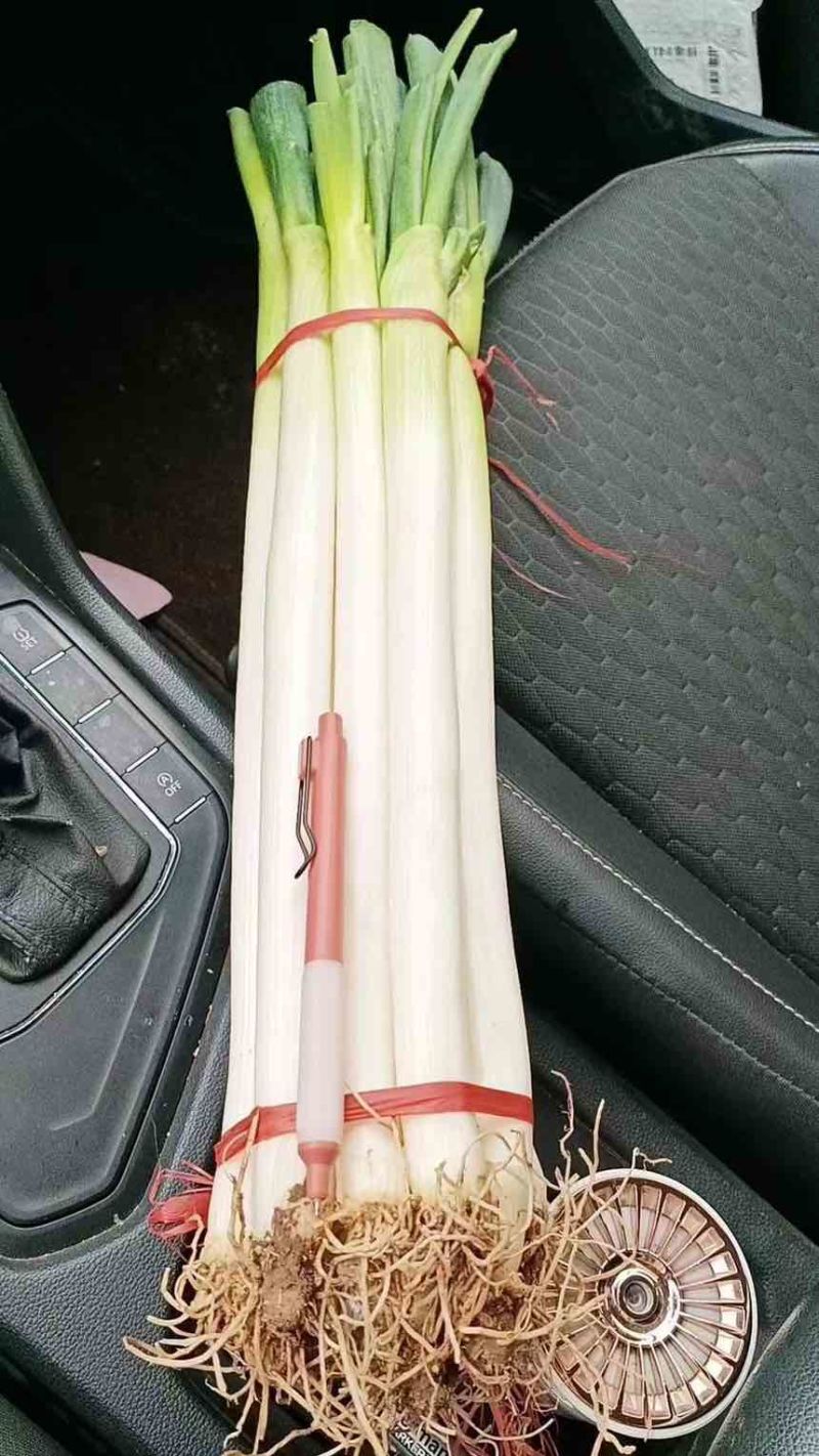 山东费县精品铁杆大葱对接各大电商市场商超产地直供，全国