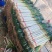 山东费县精品铁杆大葱对接各大电商市场商超产地直供，全国