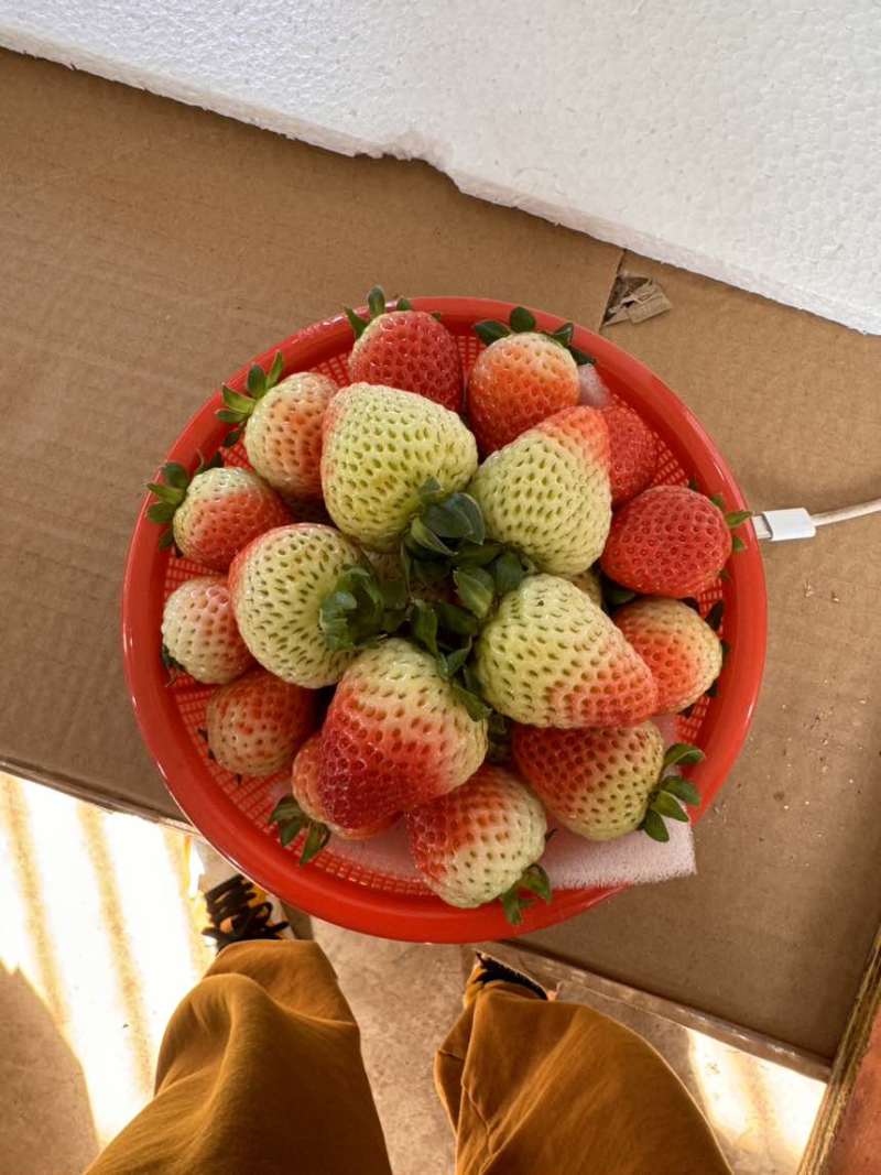 草莓草莓草莓酸甜可口的草莓