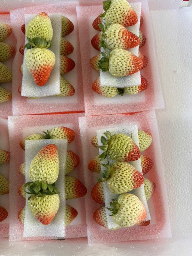 草莓草莓草莓酸甜可口的草莓