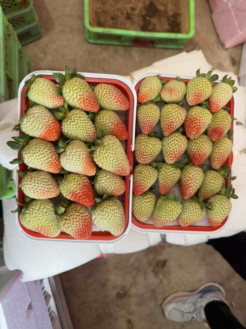 草莓草莓草莓酸甜可口的草莓