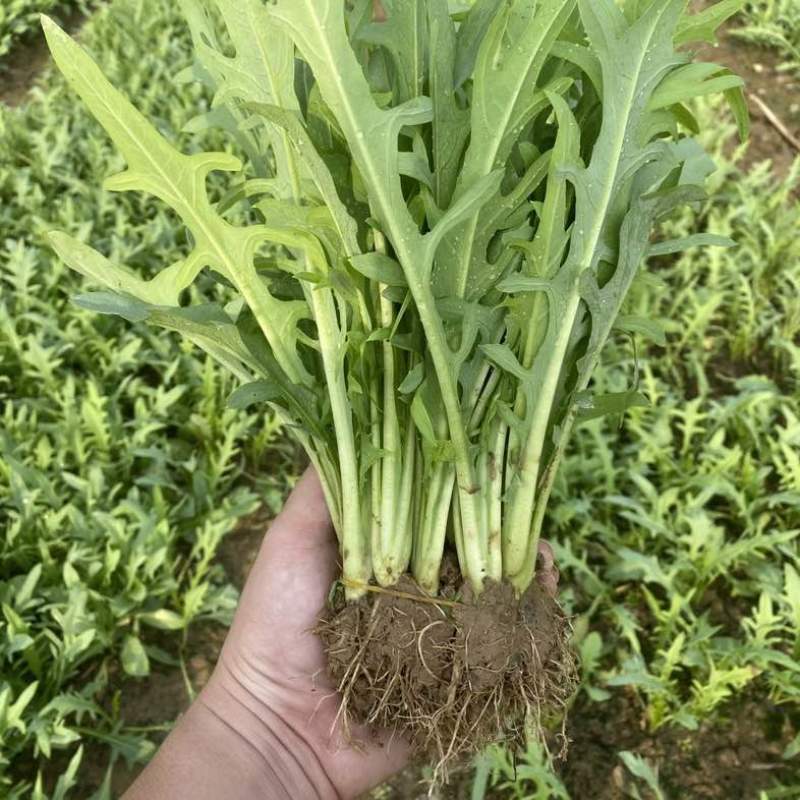正宗博白甜麦菜种苗苦麦菜苗白梗高度25-30公分