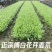 正宗博白甜麦菜种苗苦麦菜苗白梗高度25-30公分