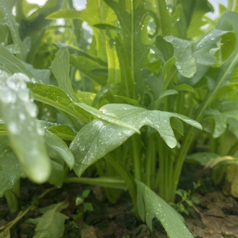 正宗博白甜麦菜种苗苦麦菜苗白梗高度25-30公分