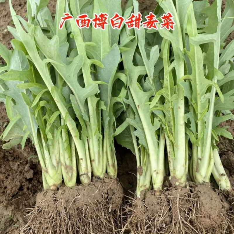 正宗博白甜麦菜种苗苦麦菜苗白梗高度25-30公分