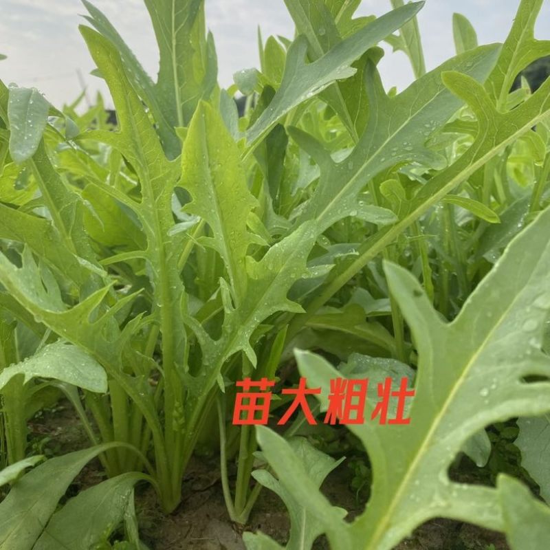 正宗博白甜麦菜种苗苦麦菜苗白梗高度25-30公分