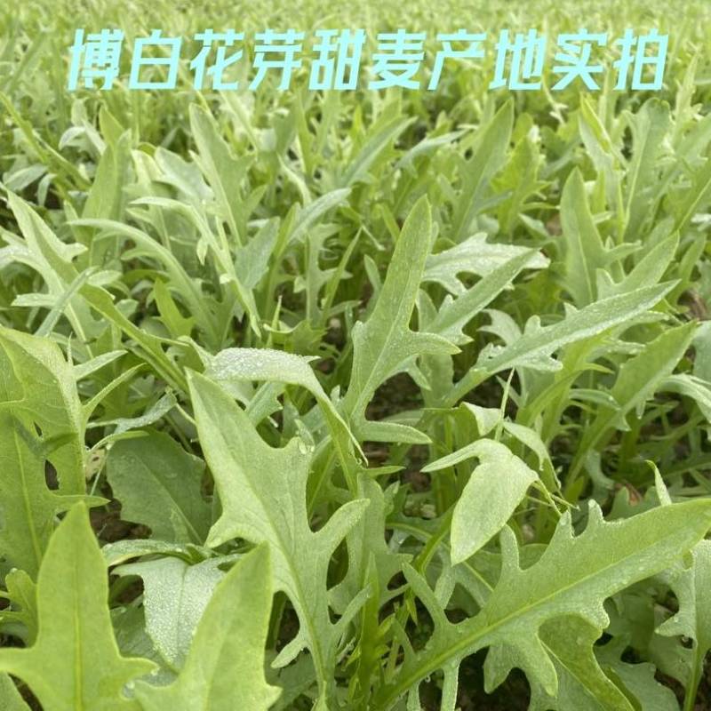 正宗博白甜麦菜种苗苦麦菜苗白梗高度25-30公分
