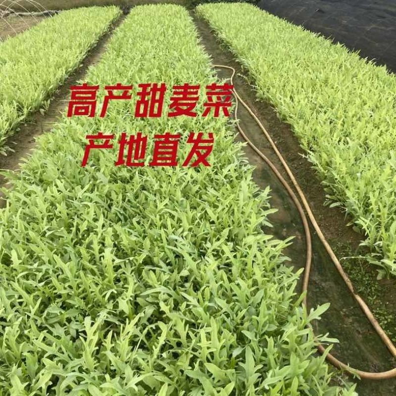 正宗博白甜麦菜种苗苦麦菜苗白梗高度25-30公分