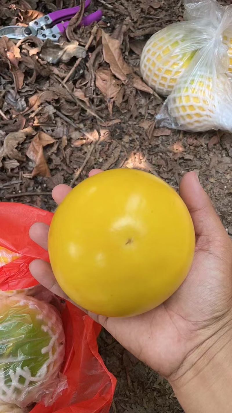 黄晶果精品果产地代办供应