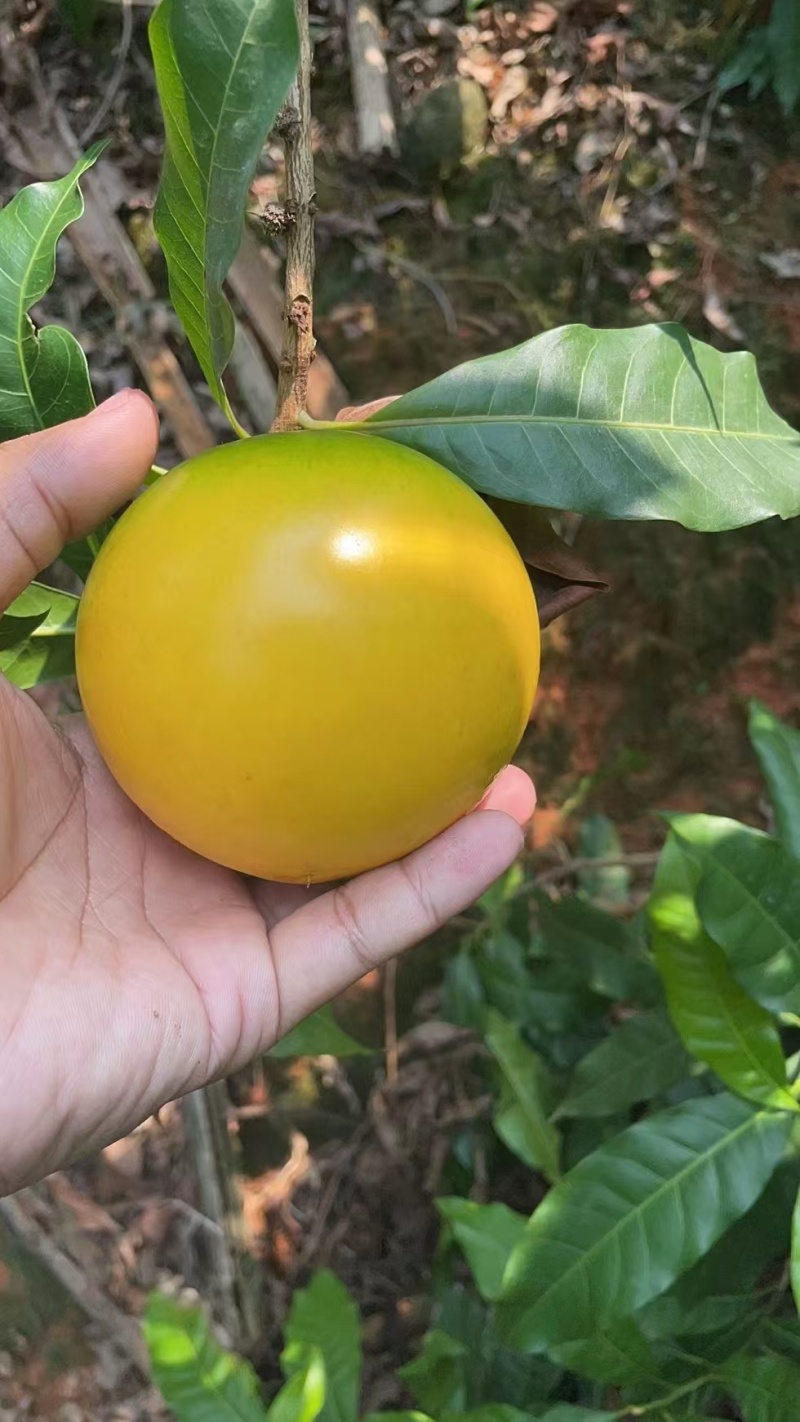 黄晶果精品果产地代办供应