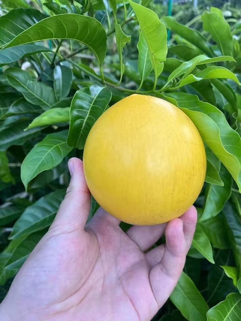 黄晶果精品果产地代办供应