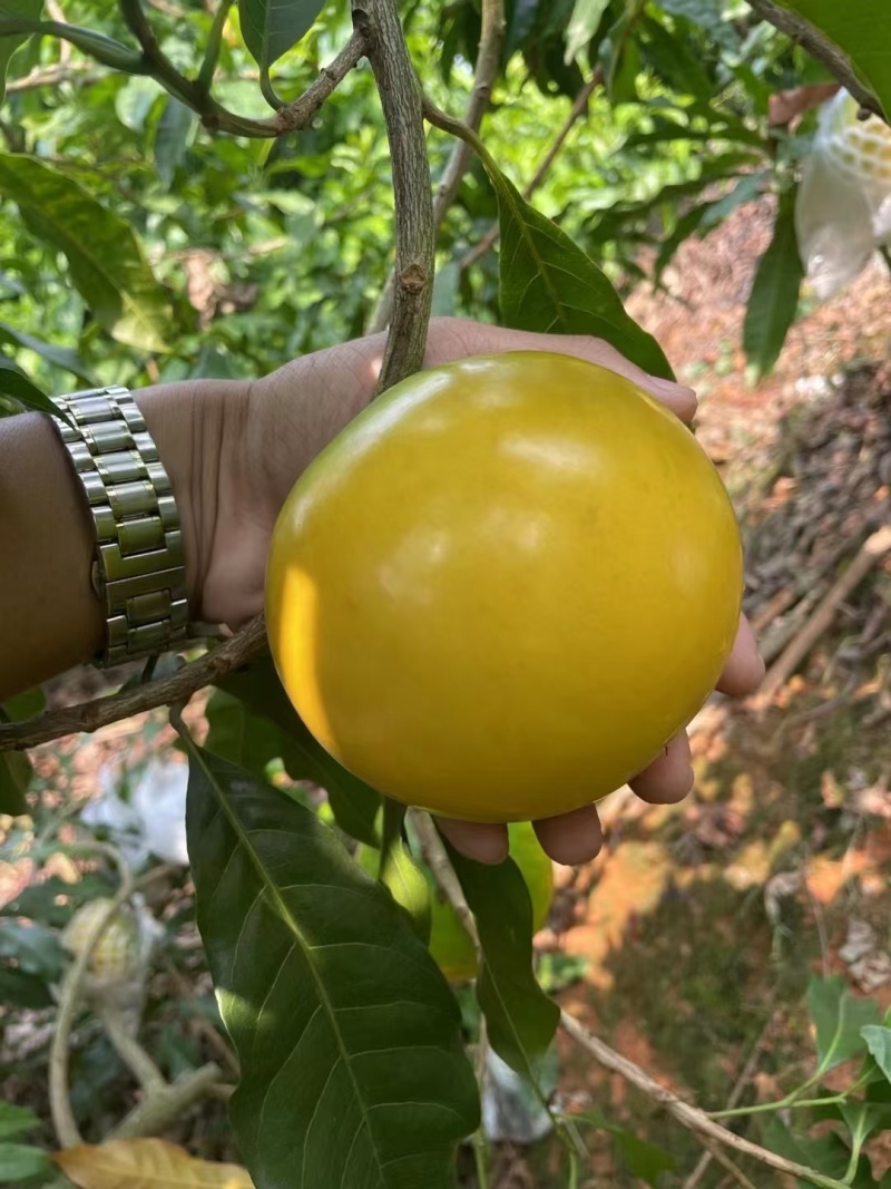 黄晶果精品果产地代办供应
