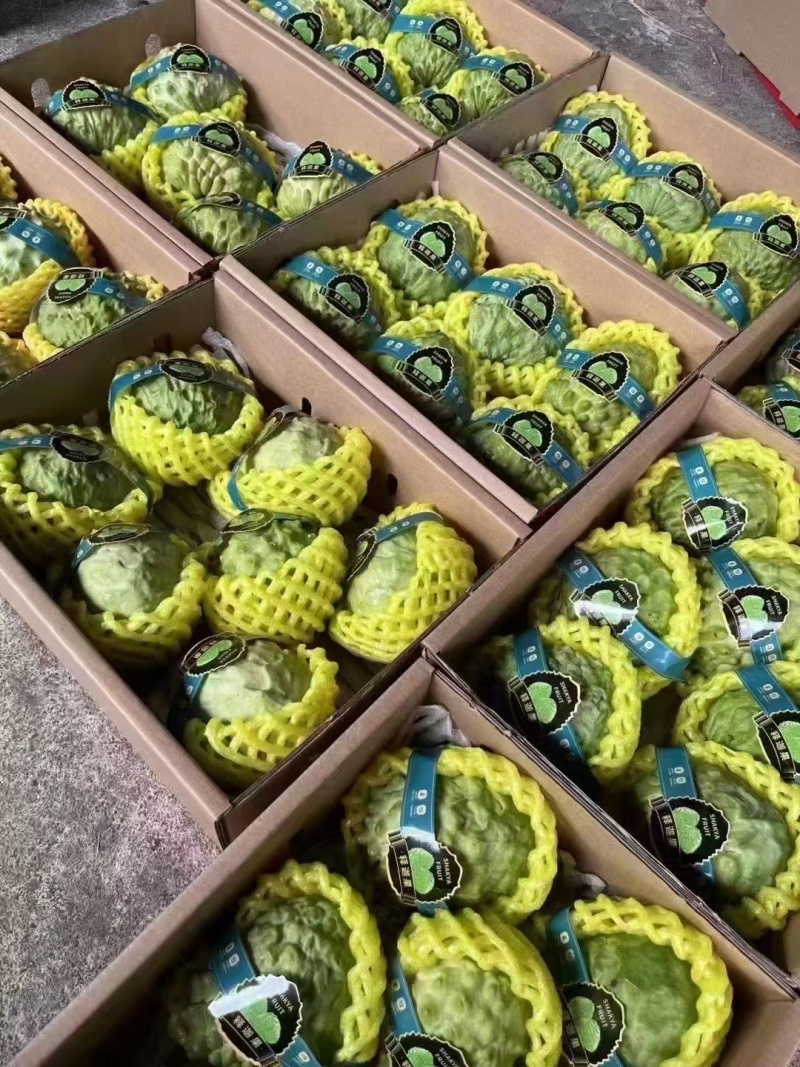 世界上*甜的水果之一凤梨释迦冬季果开始了