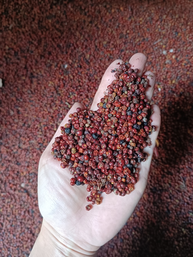 红茜草种子