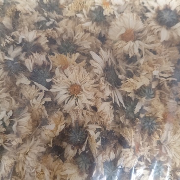 北京白菊