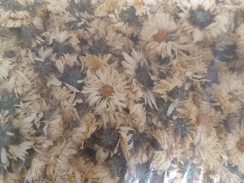 北京白菊