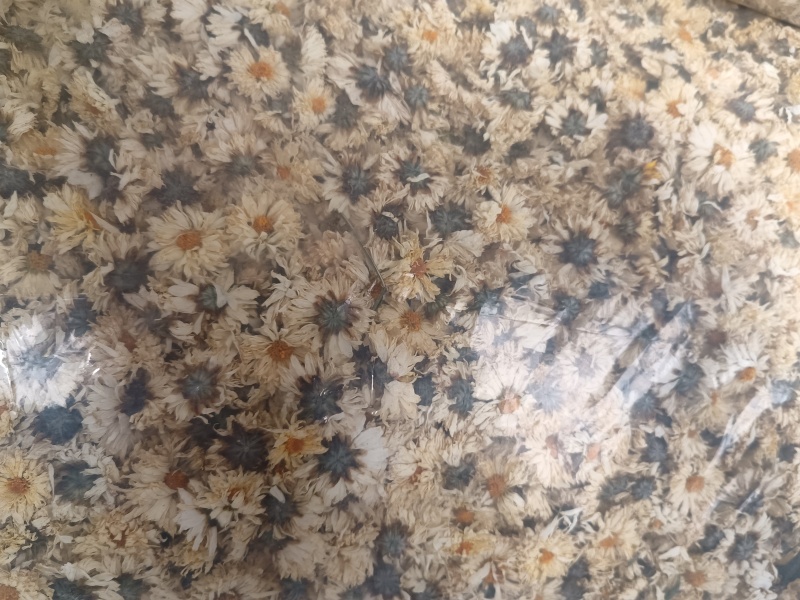 北京白菊