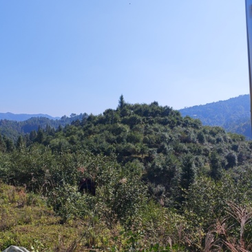 山茶籽，干茶子，水分7个点左右，出油率24个，一手货源。