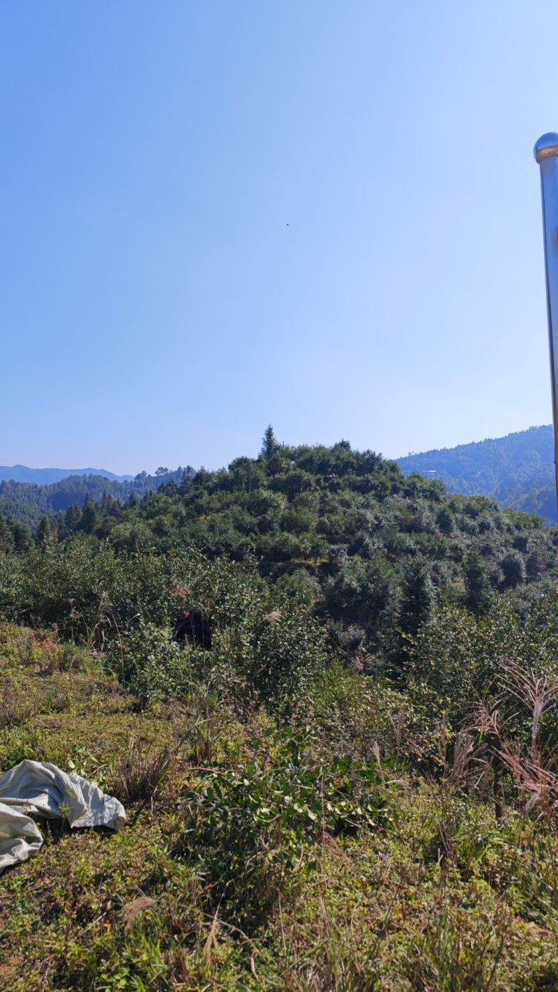 山茶籽，干茶子，水分7个点左右，出油率24个，一手货源。