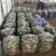 产地直销精品通货电商青萝卜量大价优欢迎联系