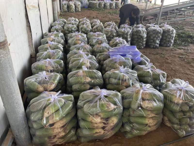 产地直销精品通货电商青萝卜量大价优欢迎联系