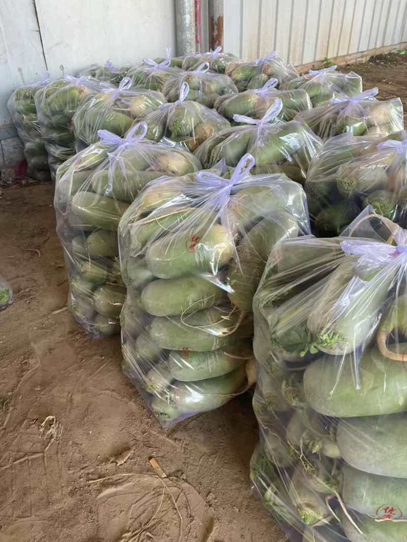 产地直销精品通货电商青萝卜量大价优欢迎联系