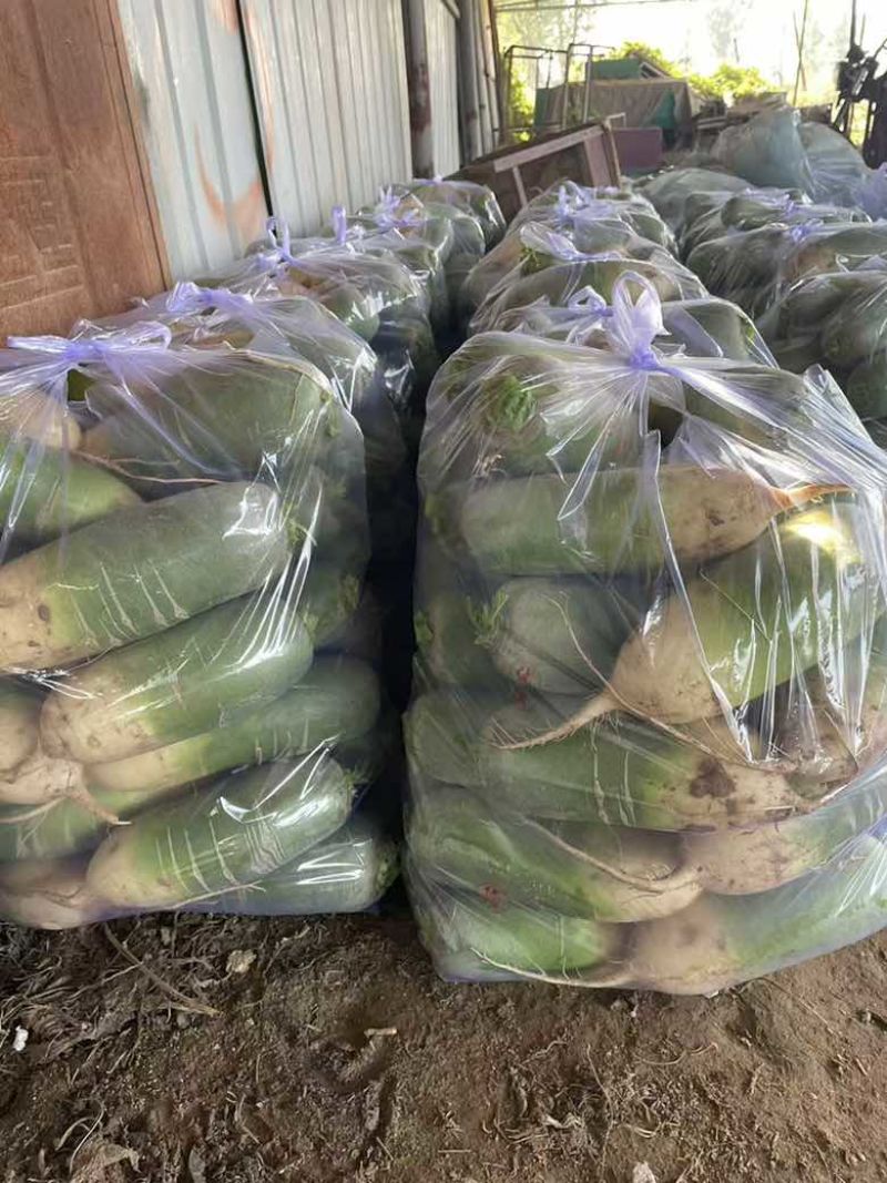 产地直销精品通货电商青萝卜量大价优欢迎联系
