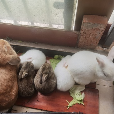 4只小兔，两只大兔，小免有两白色的和两只黄麻色的.50元