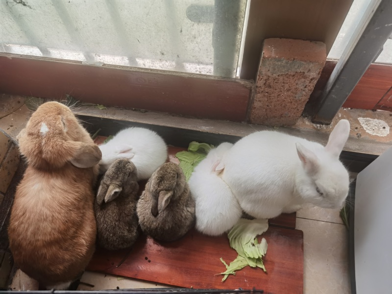 4只小兔，两只大兔，小免有两白色的和两只黄麻色的.50元