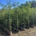 黄花风铃木1-3分，大量低价出售