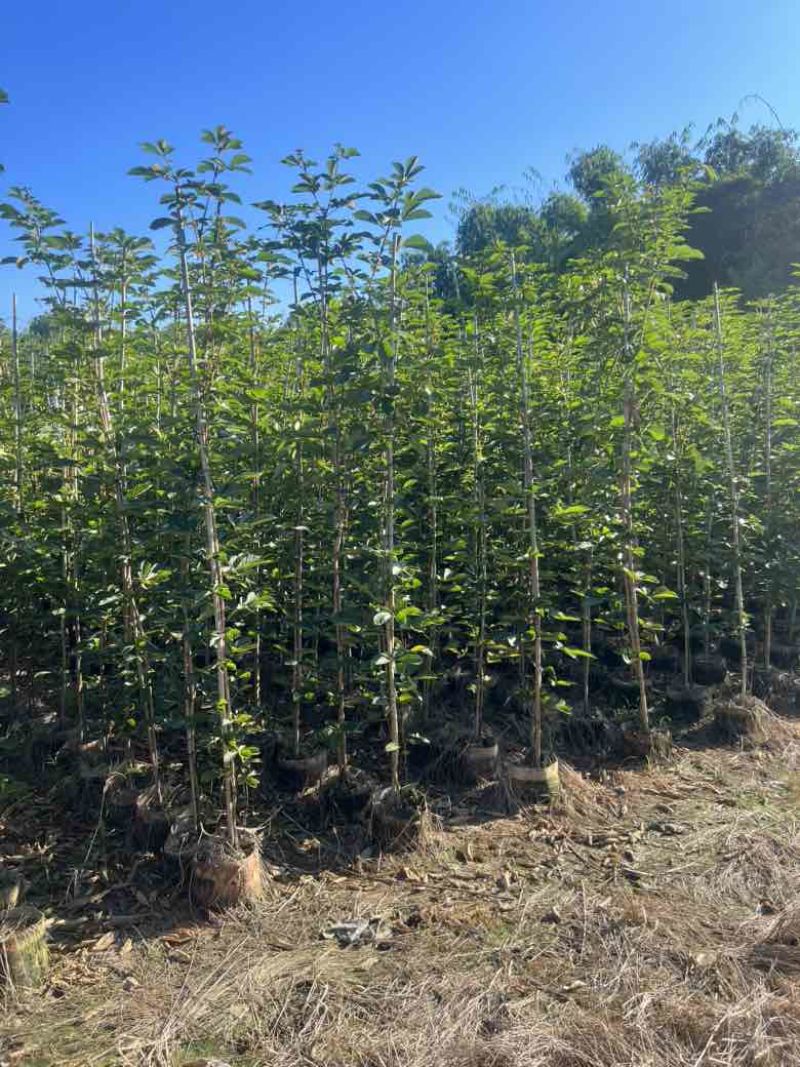 黄花风铃木1-3分，大量低价出售