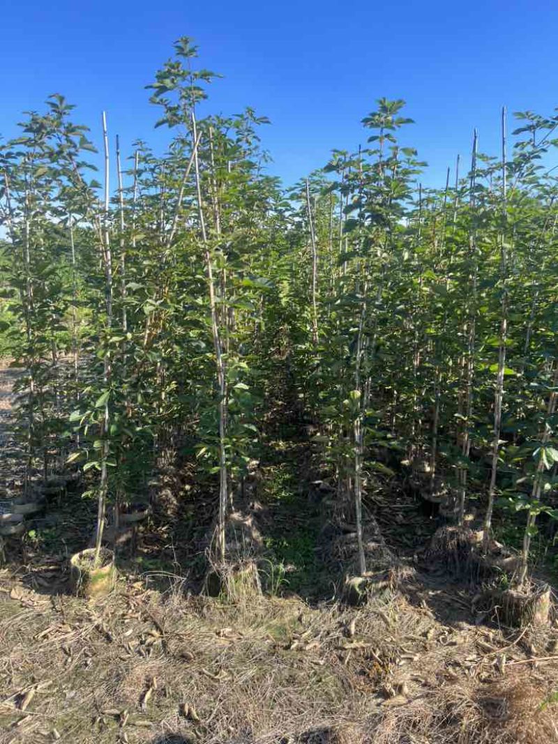 黄花风铃木1-3分，大量低价出售