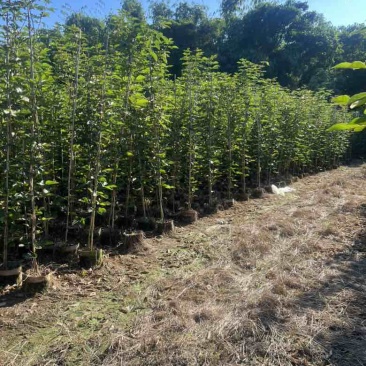 黄花风铃木1-3分，大量低价出售