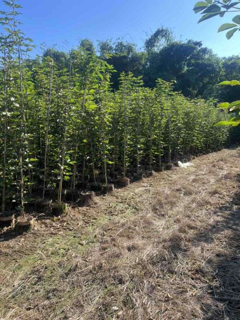 黄花风铃木1-3分，大量低价出售