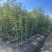 黄花风铃木1-3分，大量低价出售