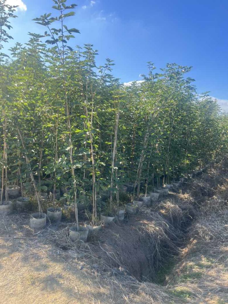 黄花风铃木1-3分，大量低价出售