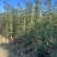 黄花风铃木1-3分，大量低价出售