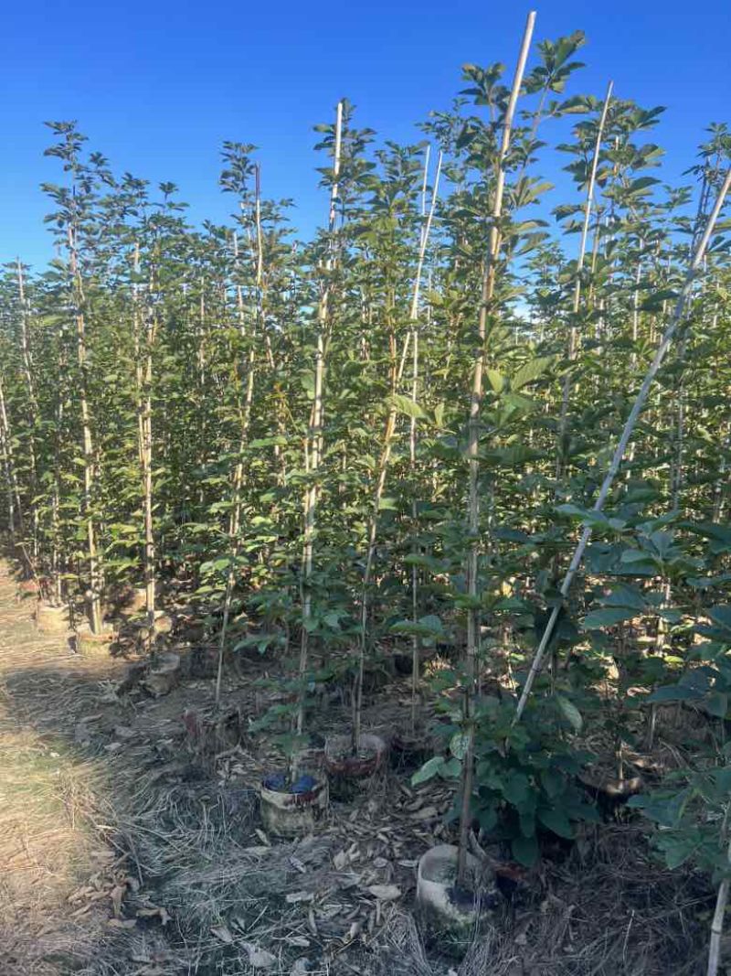 黄花风铃木1-3分，大量低价出售
