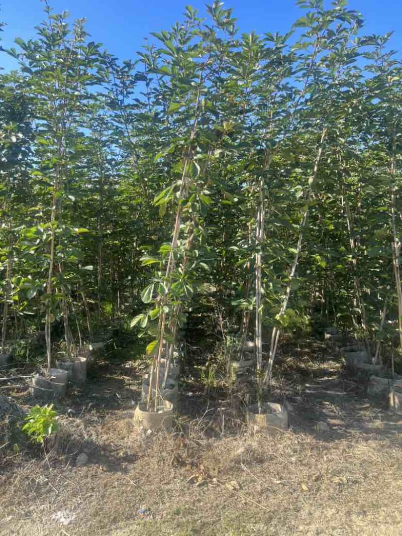 黄花风铃木1-3分，大量低价出售