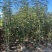 黄花风铃木1-3分，大量低价出售