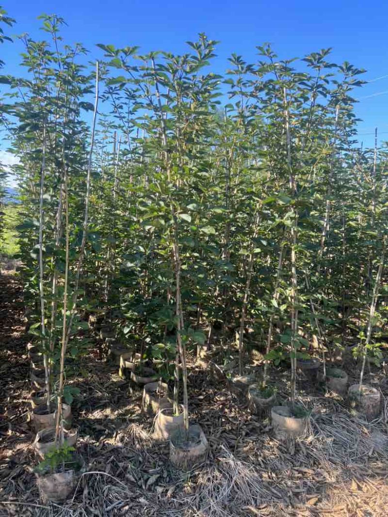 黄花风铃木1-3分，大量低价出售